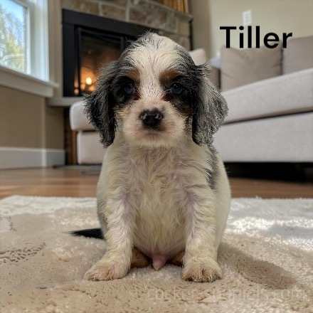 puppy, for, sale, Cocker Spaniel, Joe & Cherri  Overlease, dog, breeder, Miller, MO, dog-breeder, puppy-for-sale, forsale, nearby, find, puppyfind, locator, puppylocator, aca